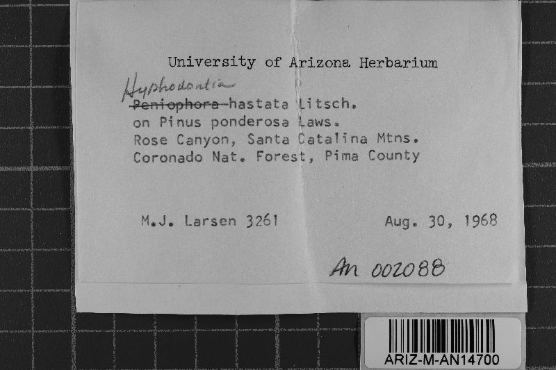 Hastodontia hastata image