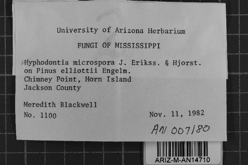 Tubulicrinis accedens image