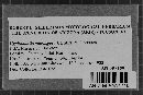 Tubulicrinis accedens image
