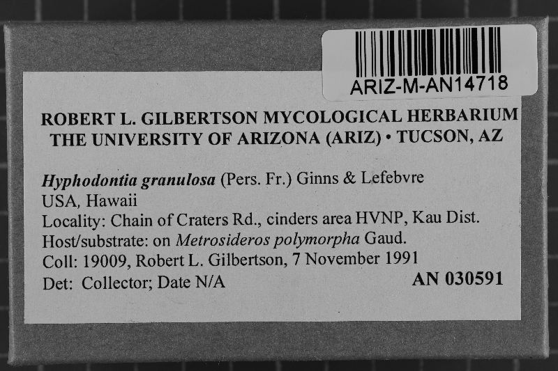 Dichostereum granulosum image