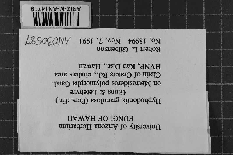 Dichostereum granulosum image