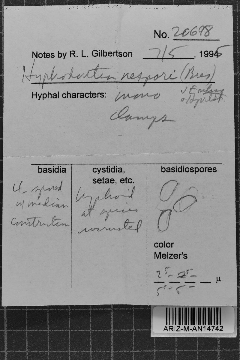 Hyphodontia nespori image