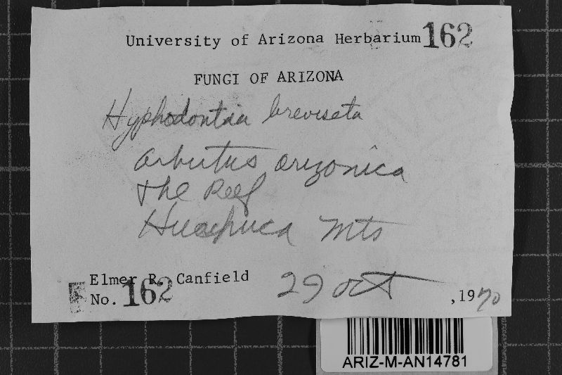 Hyphodontia breviseta image