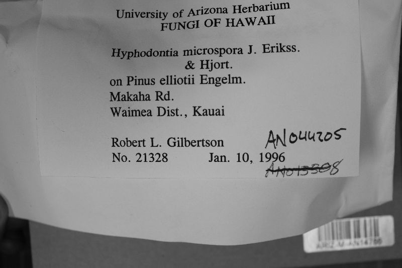 Hyphodontia microspora image