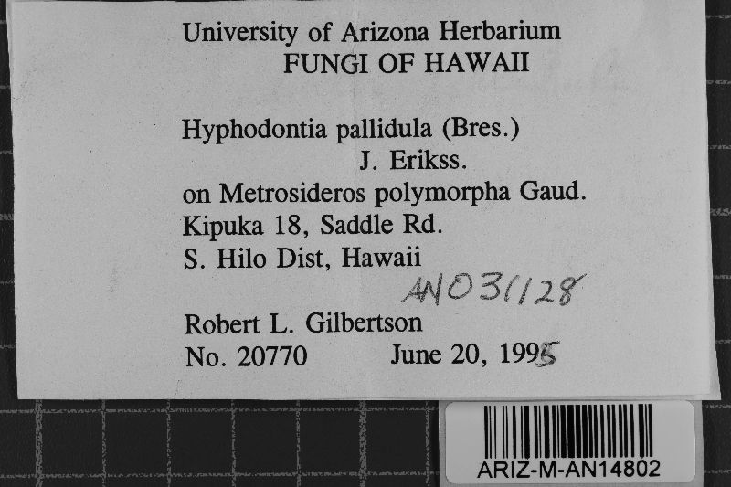Hyphodontia pallidula image