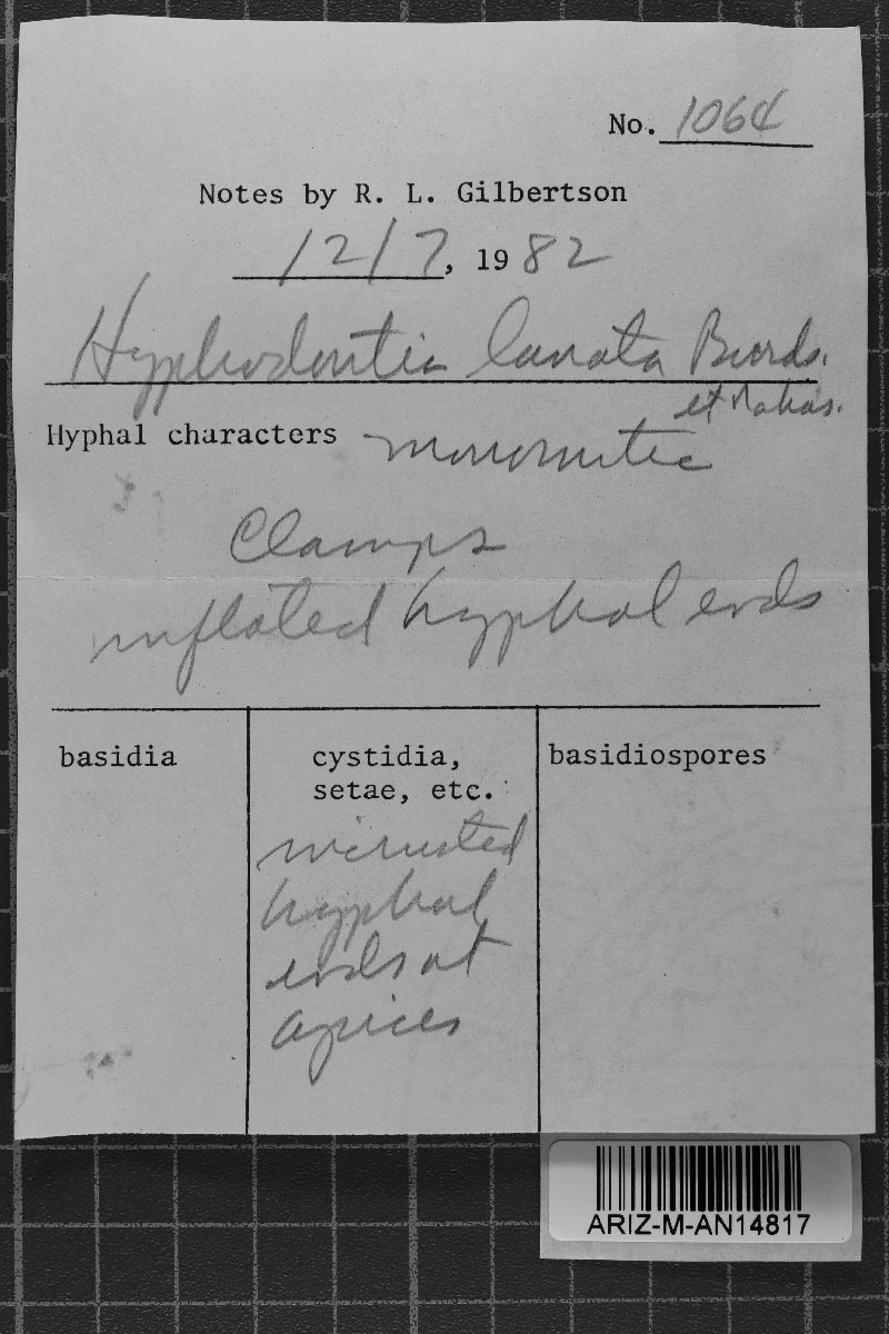 Hyphodontia lanata image