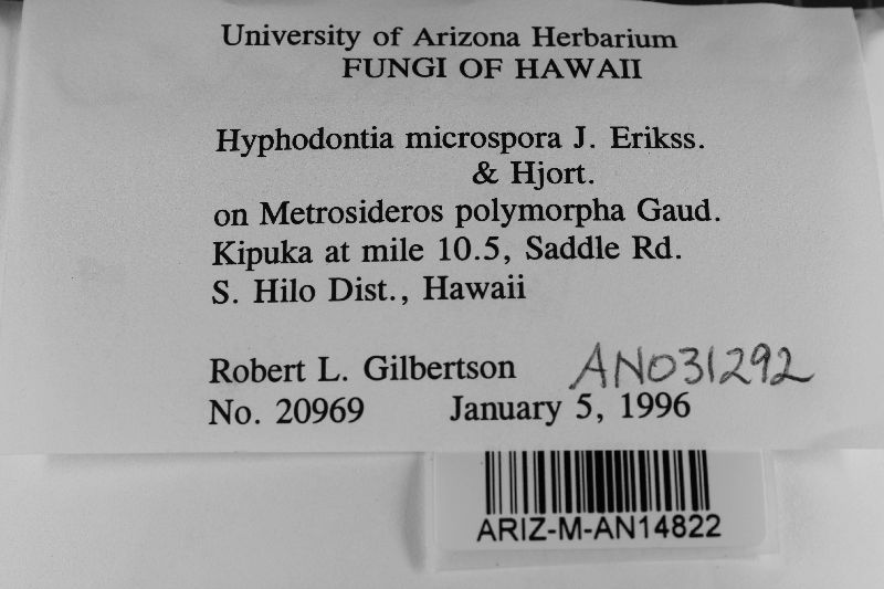 Hyphodontia microspora image