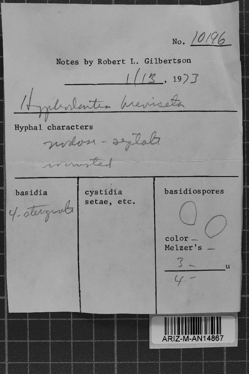 Hyphodontia spathulata image