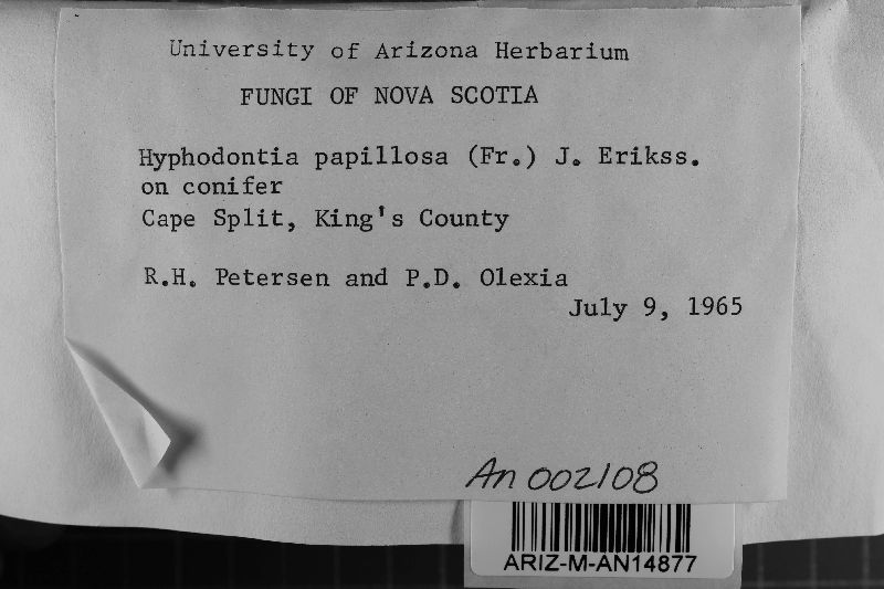 Hyphodontia papillosa image