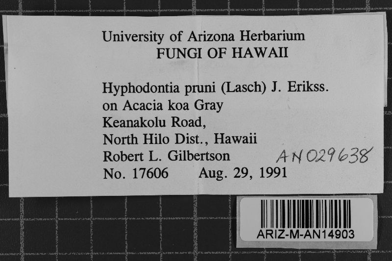 Xylodon pruni image