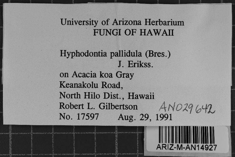 Hyphodontia pallidula image