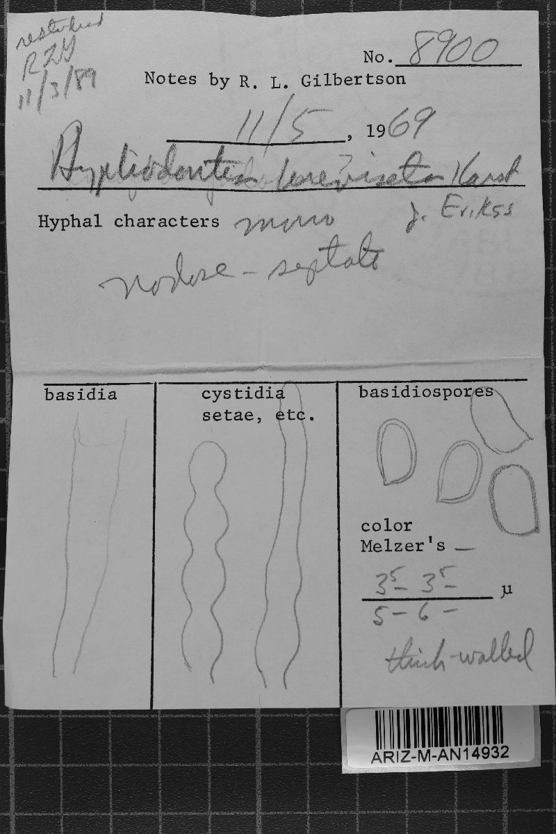 Hyphodontia breviseta image