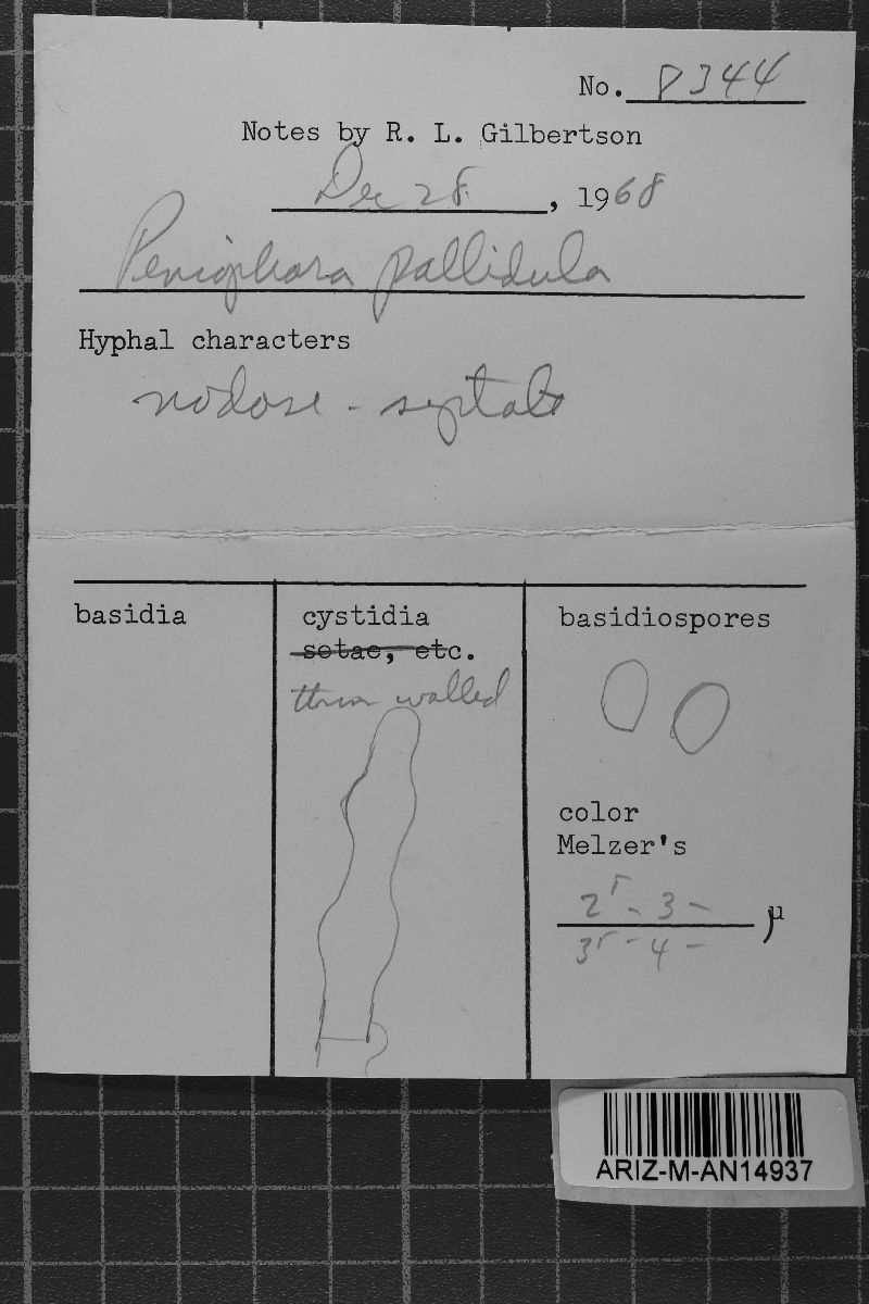 Hyphodontia pallidula image