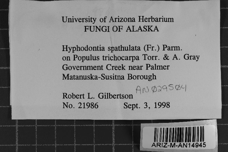Hyphodontia spathulata image