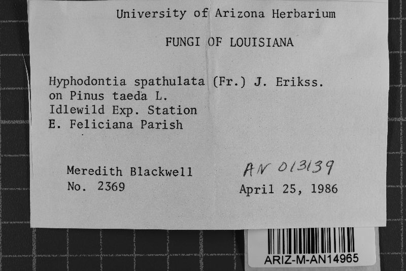 Hyphodontia spathulata image