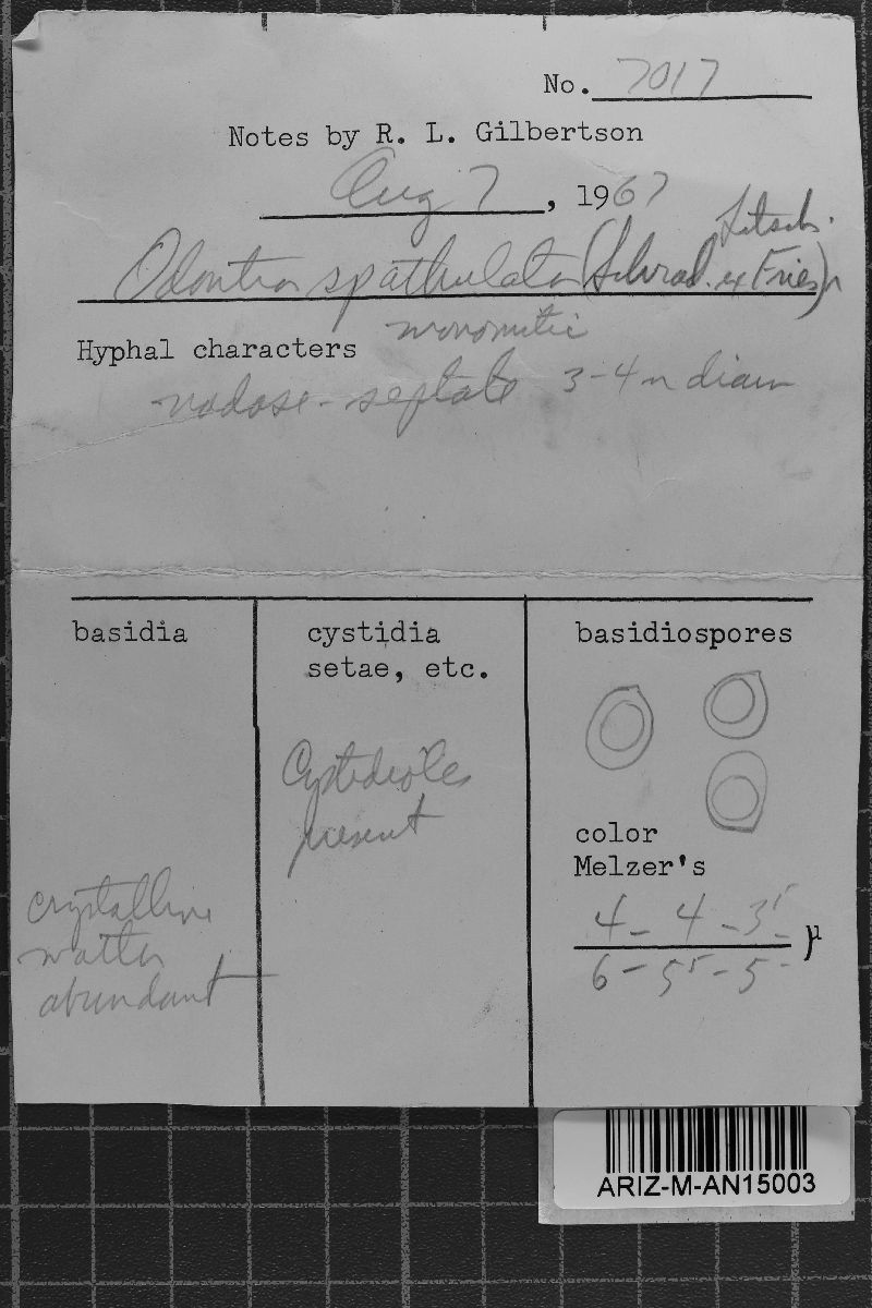 Hyphodontia spathulata image