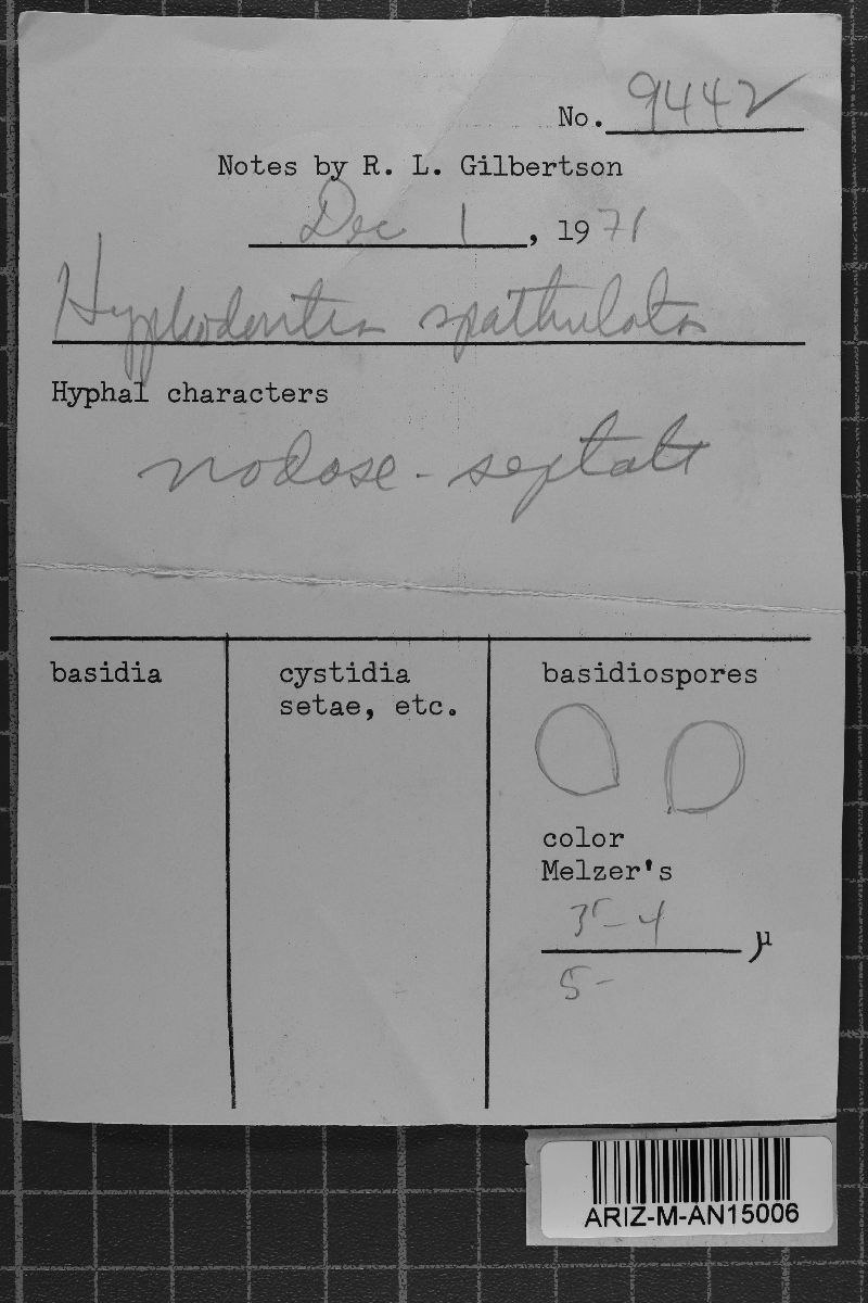 Hyphodontia spathulata image