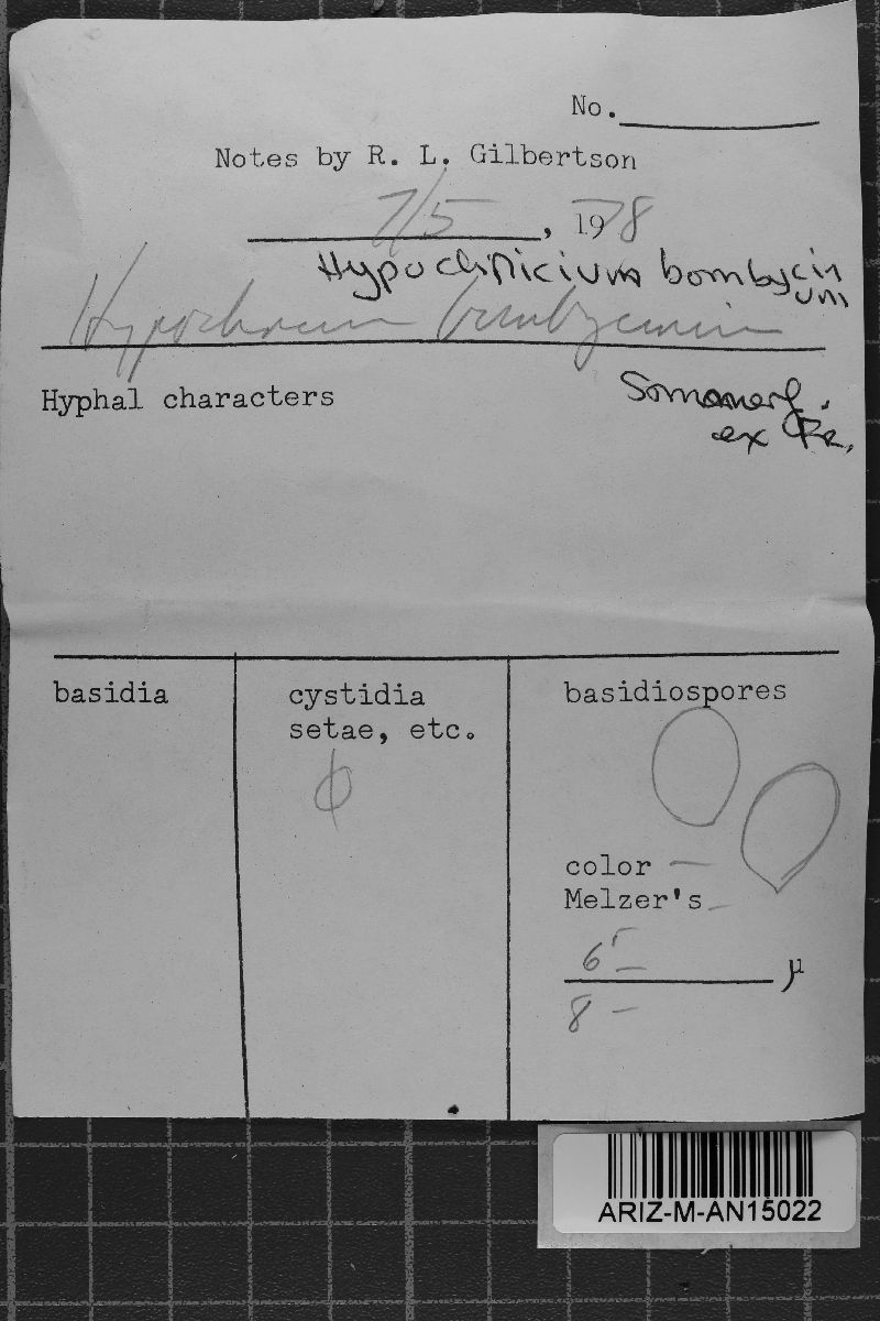 Hypochnicium bombycinum image