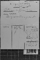 Hypochnicium bombycinum image