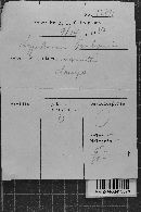 Hypochnicium bombycinum image