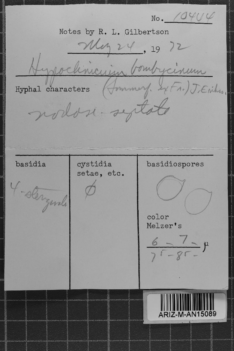 Hypochnicium bombycinum image