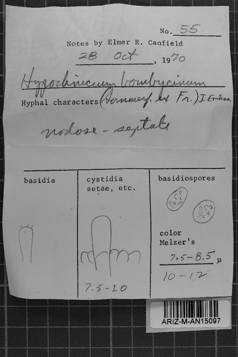 Hypochnicium bombycinum image