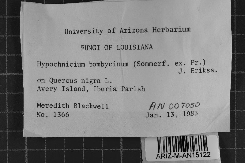 Hypochnicium bombycinum image