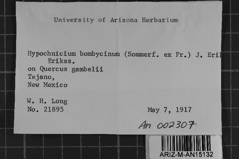 Hypochnicium bombycinum image