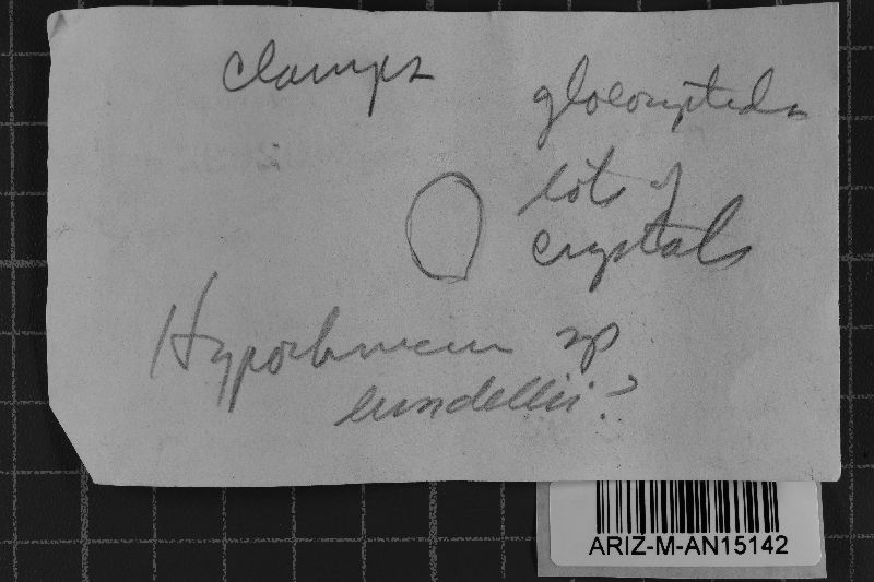 Hypochnicium eichleri image