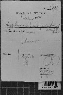 Hypochnicium bombycinum image