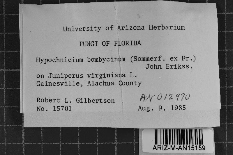 Hypochnicium bombycinum image