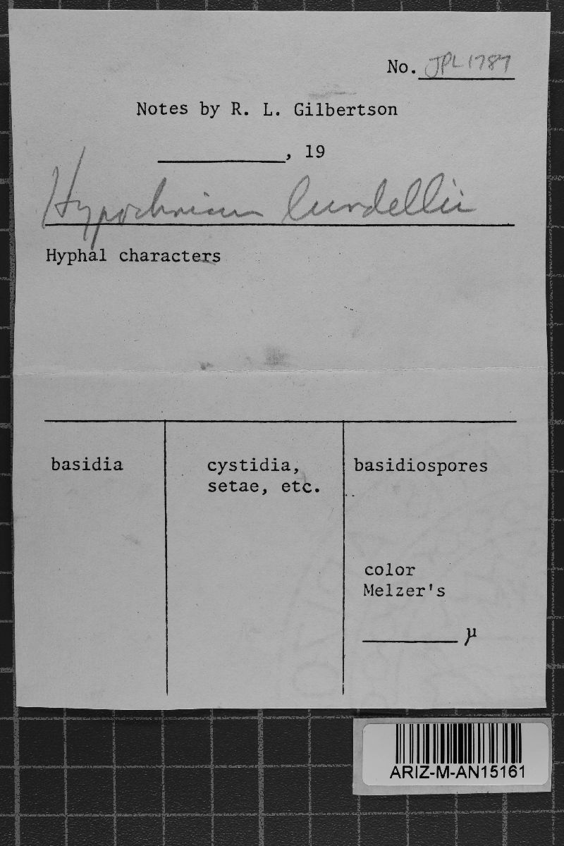 Hypochnicium lundellii image