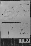 Hypochnicium bombycinum image