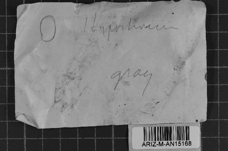 Hypochnicium geogenium image