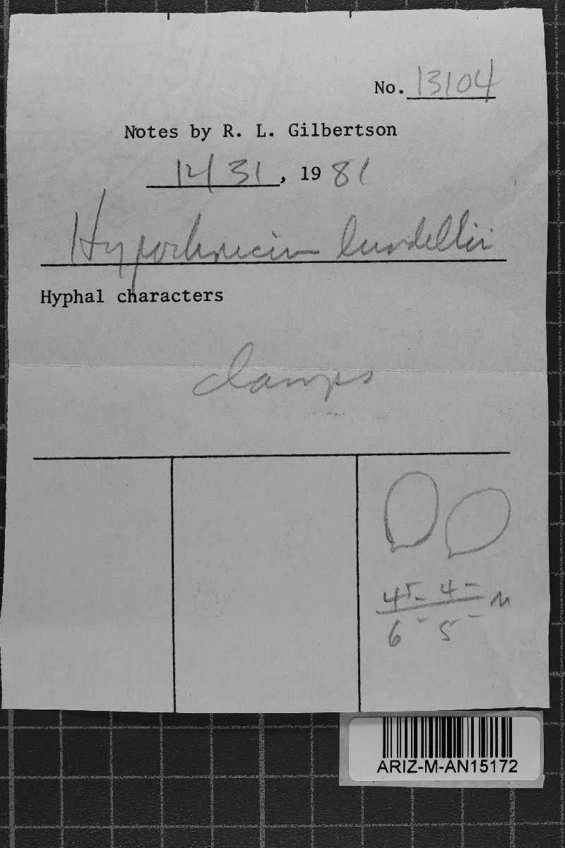 Hypochnicium lundellii image
