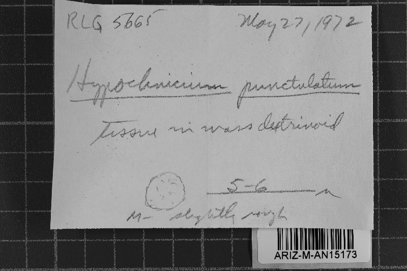 Hypochnicium image
