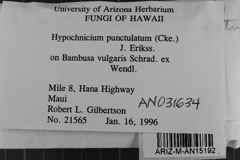 Hypochnicium punctulatum image