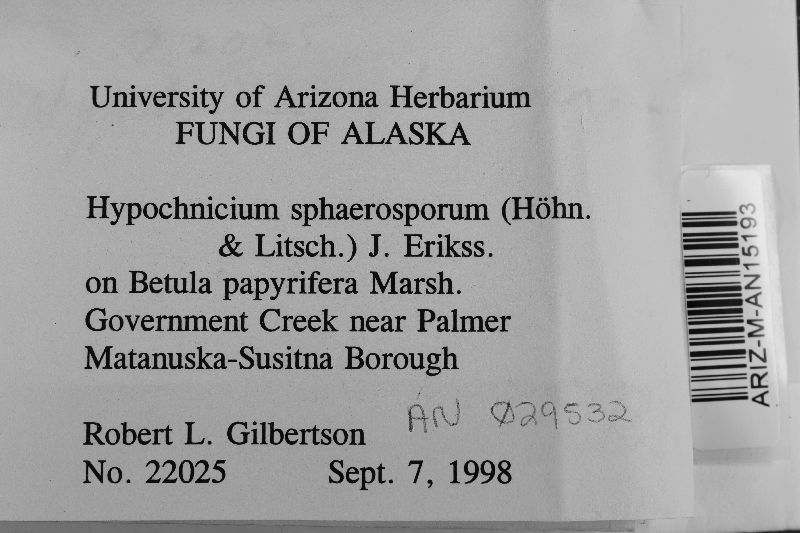 Hypochnicium sphaerosporum image
