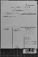 Hypochnicium sphaerosporum image