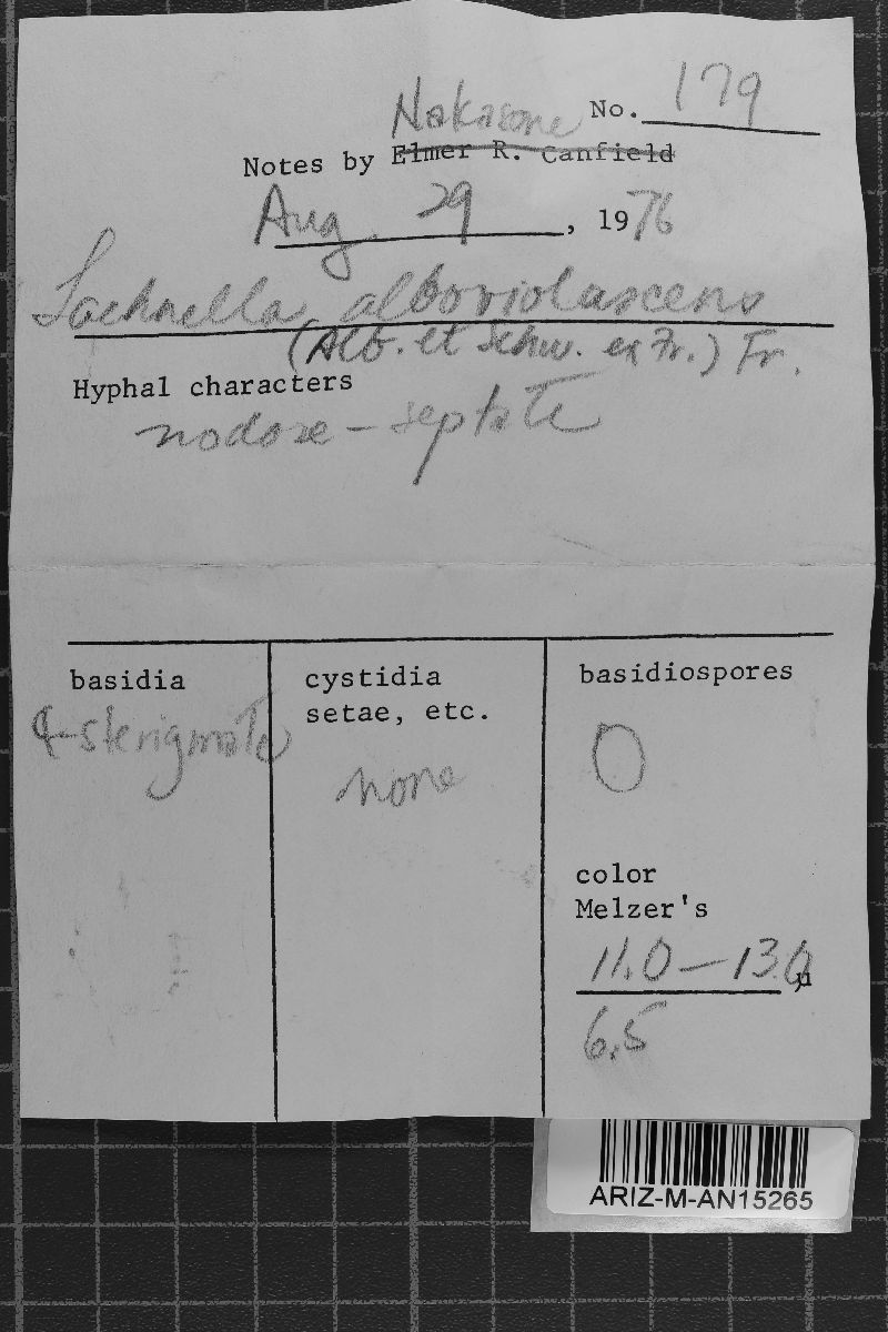 Lachnella alboviolascens image