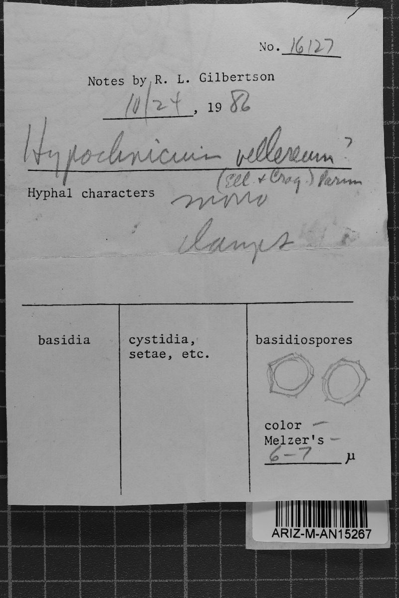 Granulobasidium vellereum image