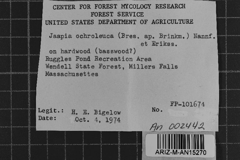 Jaapia ochroleuca image