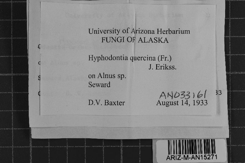 Hyphodontia quercina image