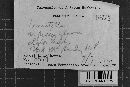 Odontia fibrosa image