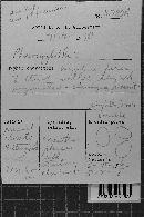 Lachnella conferta image