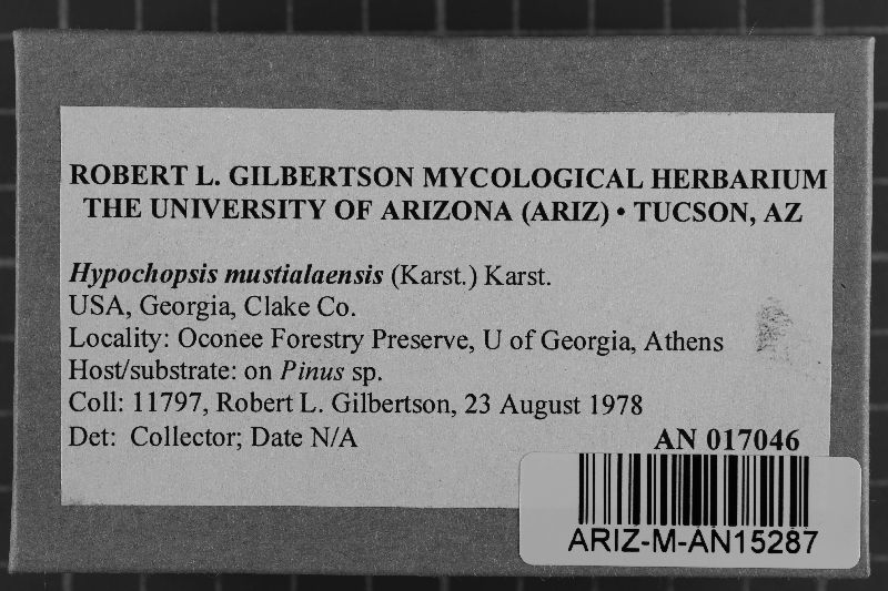 Amaurodon mustialaensis image