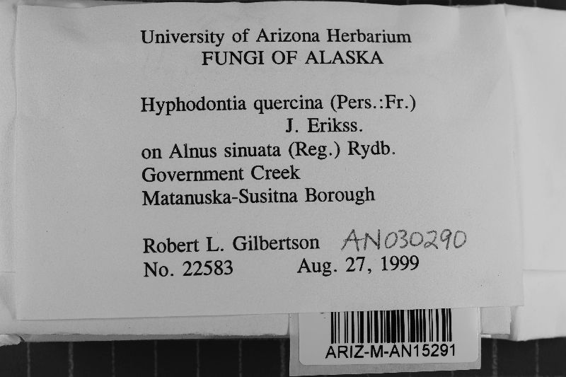 Hyphodontia quercina image