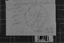 Thecaphora cuneata image