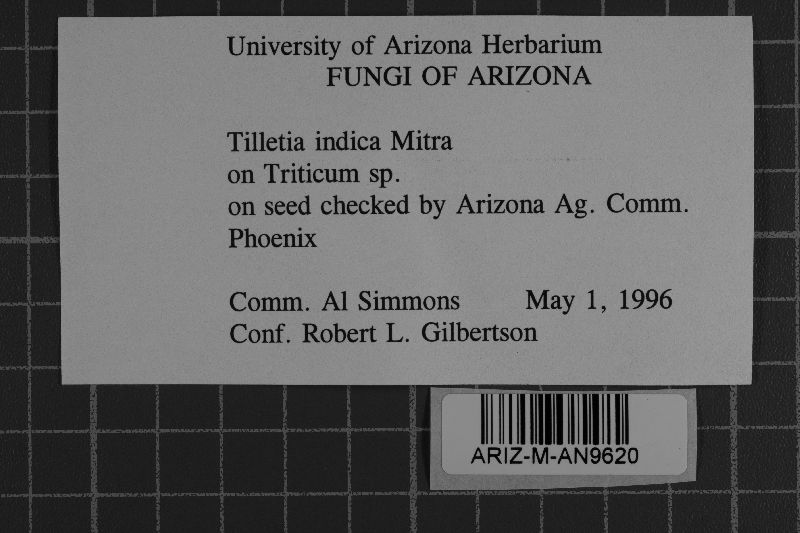 Tilletia indica image