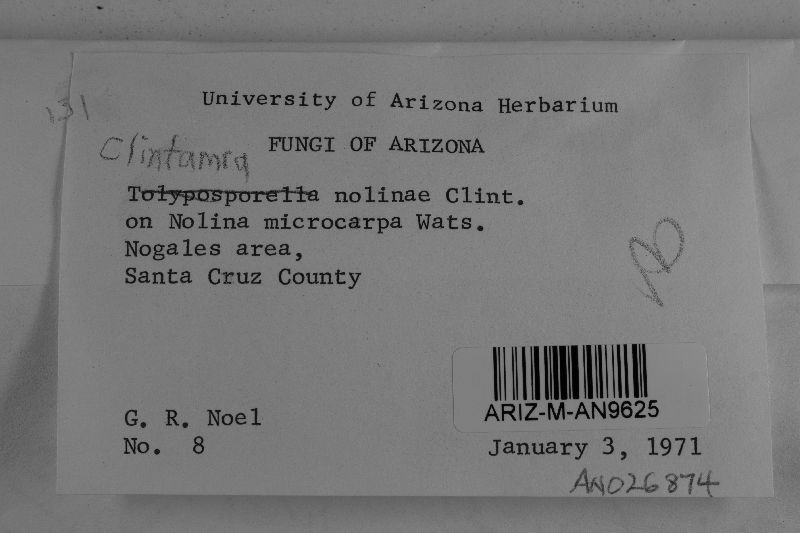 Clintamra nolinae image